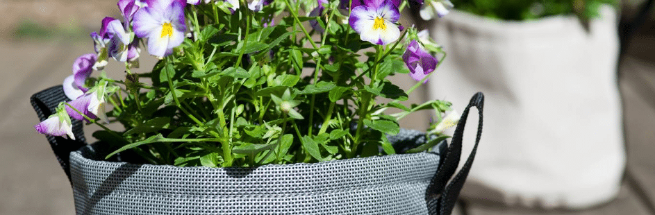 plantes autour de la piscine